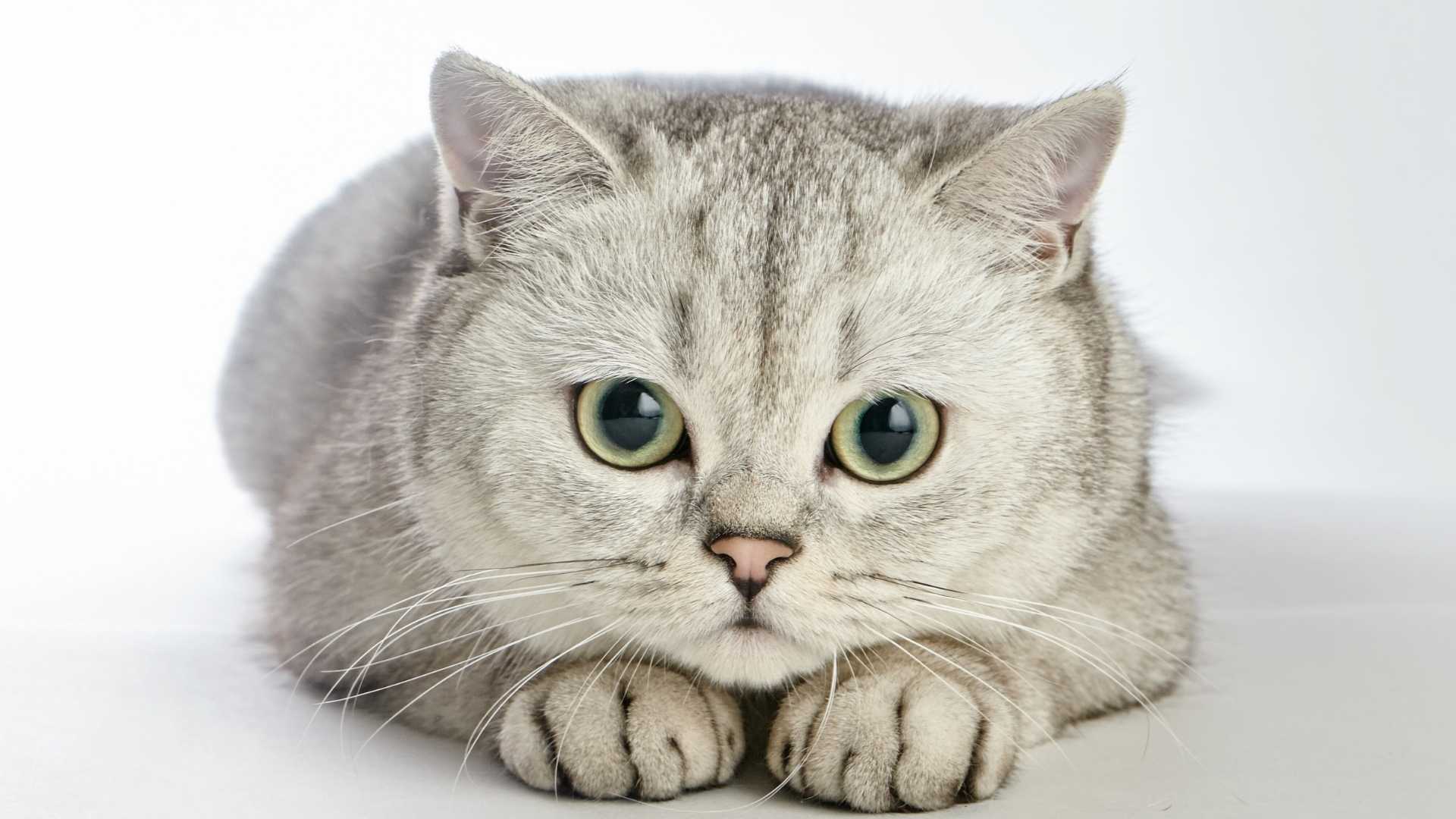 A cute cat sitting on the grass